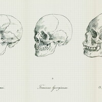 Blumenbach's Five Races